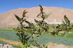 Oxybasis macrosperma