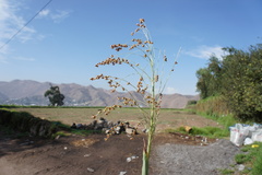 Panicum miliaceum