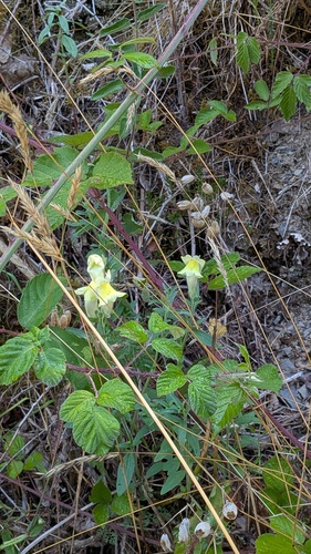 Antirrhinum braun-blanquetii, photograph 3