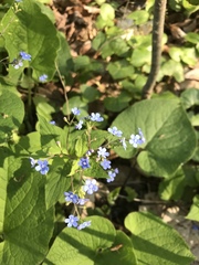 Brunnera