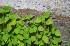Parietaria debilis