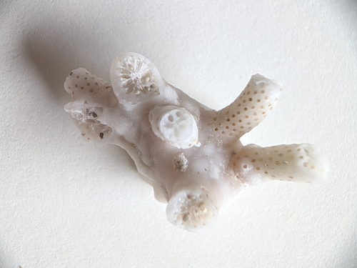 False Coral, Espagne, photo 9 of 10