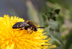 Melecta albifrons