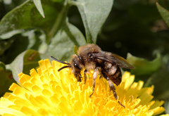 Melecta albifrons