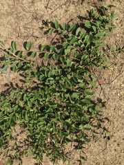 Evolvulus convolvuloides