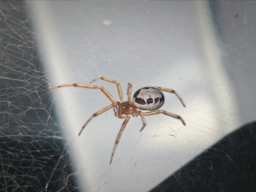 Noble False Widow