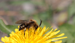 Melecta albifrons
