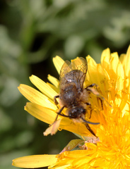 Melecta albifrons