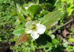 Crataegus uniflora