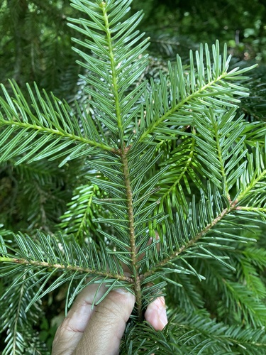 Abies nordmanniana, photograph 2