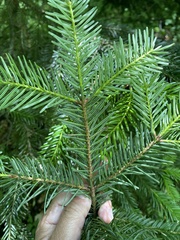 Abies nordmanniana, photograph (c) Наталья Пикалова, some rights reserved (CC BY)
