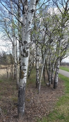 Populus tremuloides