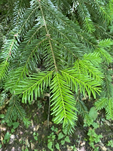 Abies nordmanniana, photograph 3