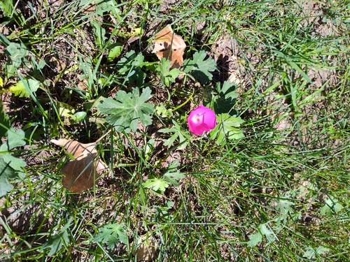 winecup mallow