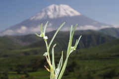 Pectocarya linearis linearis