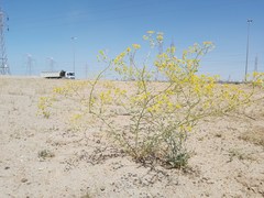 Haplophyllum tuberculatum