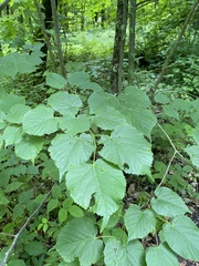 Tilia dasystyla, photograph (c) Наталья Пикалова, some rights reserved (CC BY)