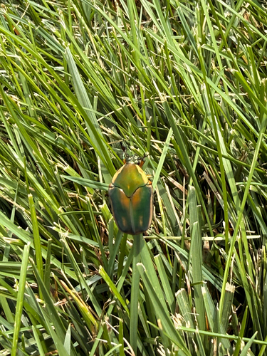 Common Green June Beetle