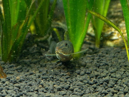 Striped loach (Parabotia fasciata) — Cobitidae — 2