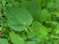Pavonia lasiopetala