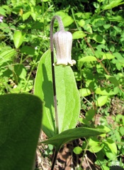 Clematis ochroleuca