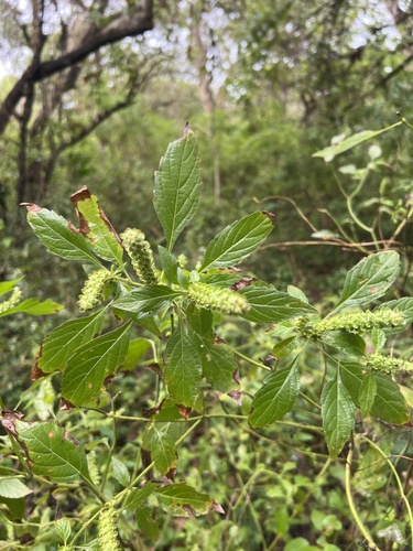 African Basil