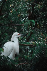 Egretta thula