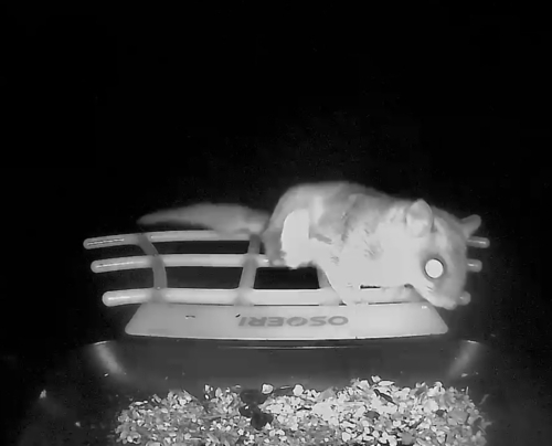 Southern Flying Squirrel observed by lorlaws
