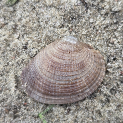 Chione cancellata observed 2026-07-14