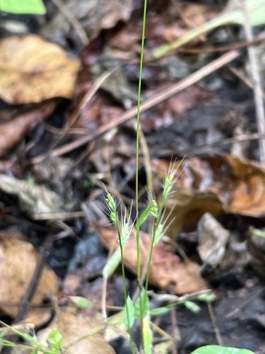 Basket Grass