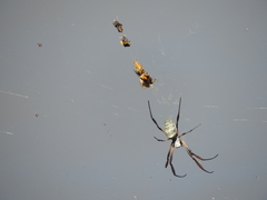 Trichonephila sexpunctata