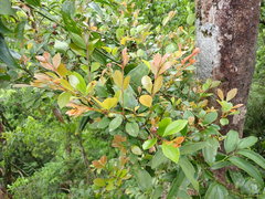 Syzygium elliptifolium