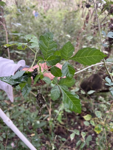 lowveld false-crowberry