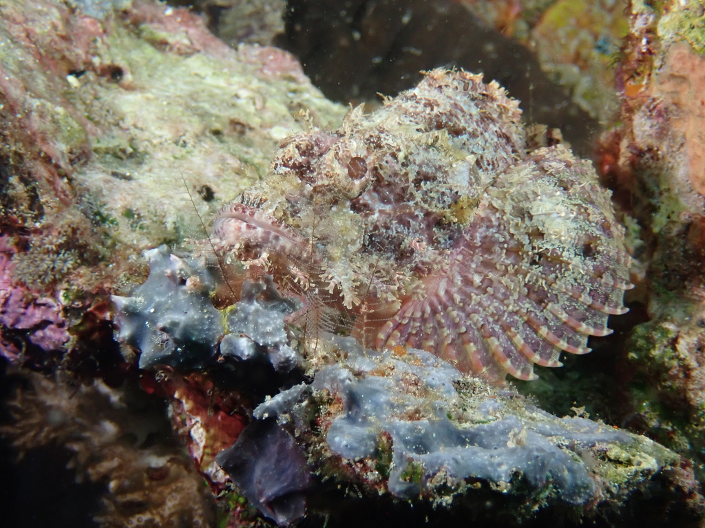 Papuan Scorpionfish