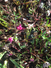 Trifolium depauperatum