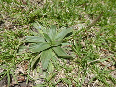 Plantago australis