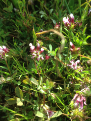 Trifolium depauperatum