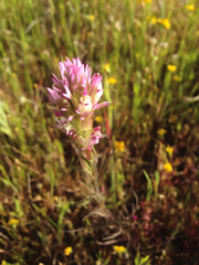 Castilleja densiflora densiflora