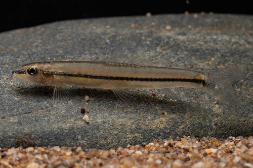 Nemacheilus binotatus