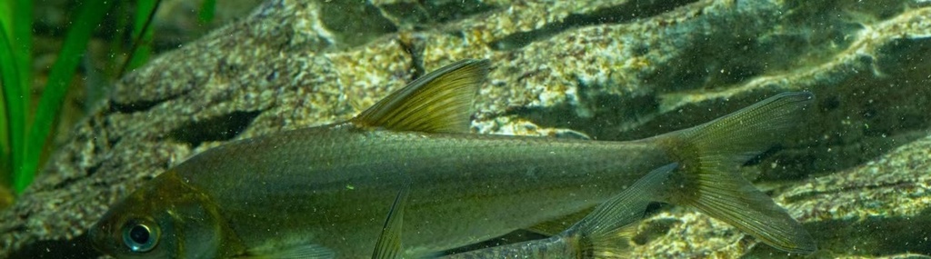 Simoni sharpbelly (Pseudobrama simoni) — Cyprinidae