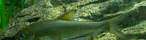 Simons stompneus (Pseudobrama simoni) — Cyprinidae