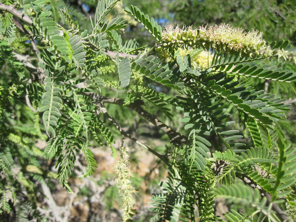 Prosopis calderensis A.Galán, E.Linares, J.Montoya & Vicente Orell. 2