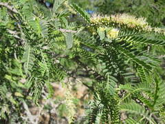 Prosopis calderensis