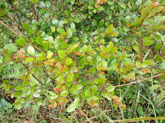Syzygium elliptifolium