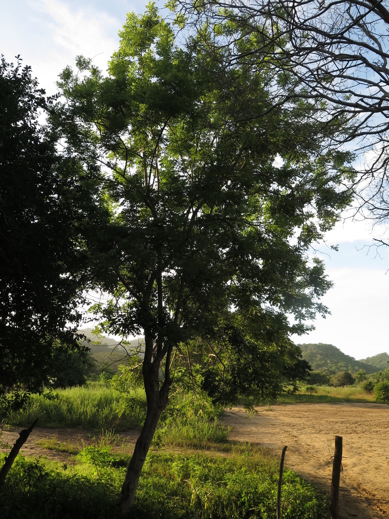 Fence Post Tree from Juan de Acosta, Atlántico, Colombia on June 28 ...