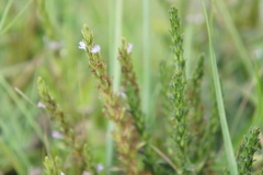 Pseudelephantopus spiralis