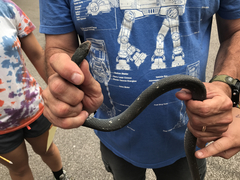 Coluber constrictor anthicus