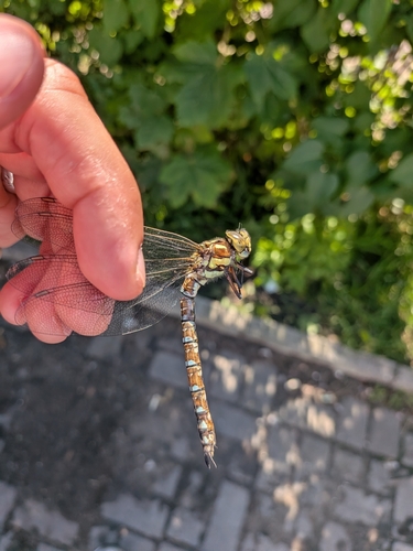 Southern Hawker