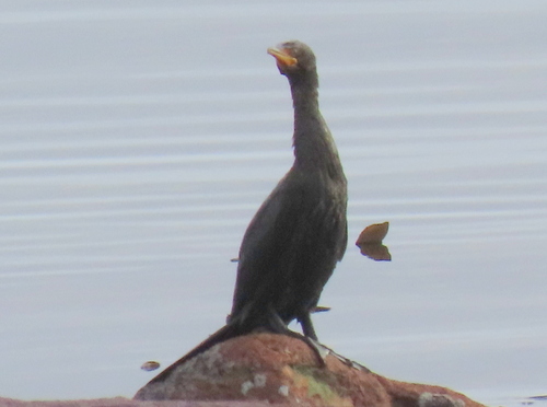 iNaturalist: (c) Gigi Laidler, some rights reserved (CC BY-NC), uploaded by Gigi Laidler iNaturalist image