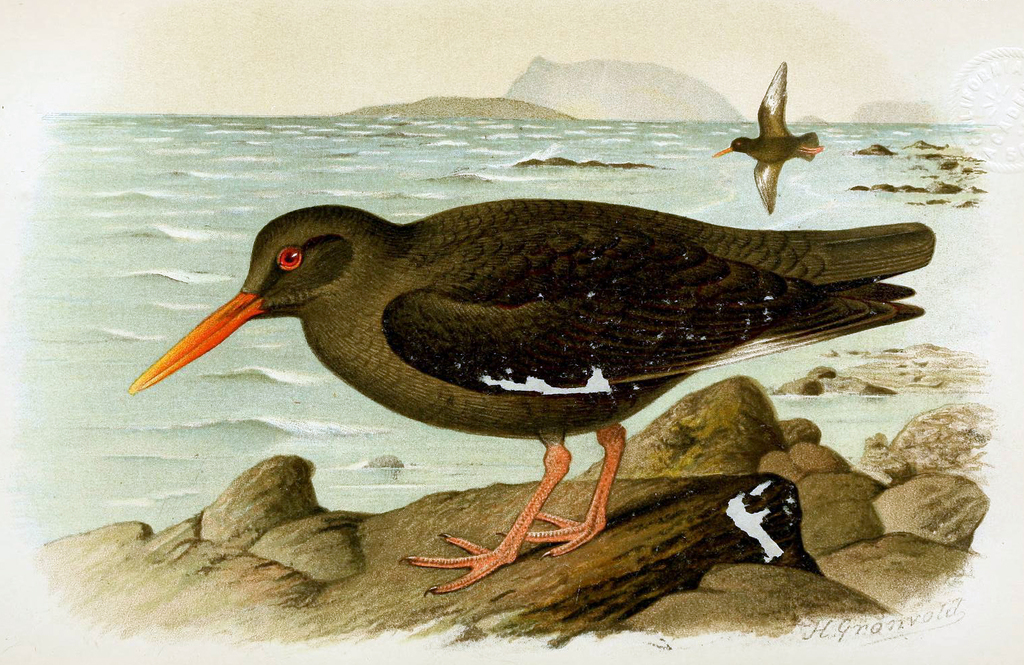 Canarian Oystercatcher (Haematopus meadewaldoi) photo